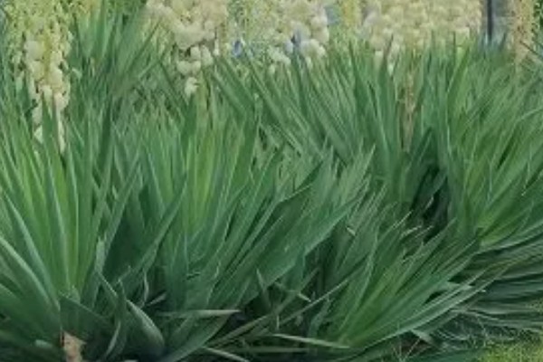 丝兰不能种家里的原因，光照和通风条件差