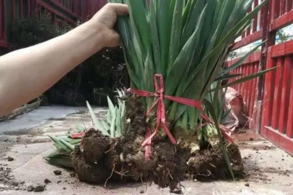 丝兰不能种家里的原因，光照和通风条件差