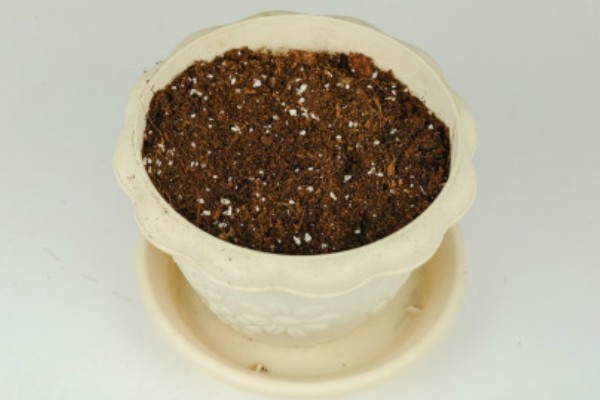 丝兰不能种家里的原因，光照和通风条件差