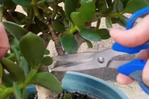 玉树修造型的方法，冬季对枝芽稍微的进行截短