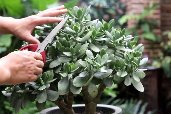 玉树修造型的方法，冬季对枝芽稍微的进行截短