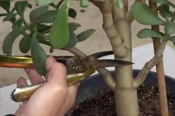 玉树修造型的方法，冬季对枝芽稍微的进行截短