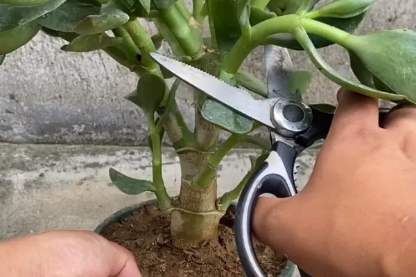 玉树修造型的方法，冬季对枝芽稍微的进行截短