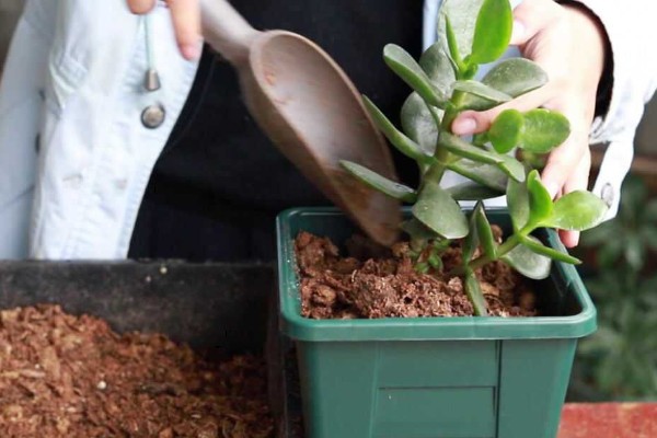 玉树修造型的方法，冬季对枝芽稍微的进行截短