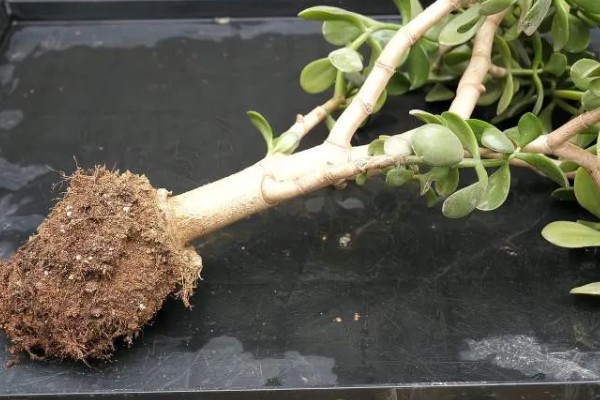 玉树修造型的方法，冬季对枝芽稍微的进行截短