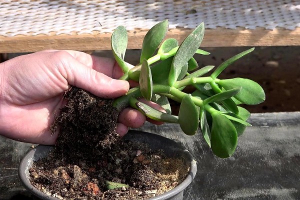 玉树修造型的方法，冬季对枝芽稍微的进行截短