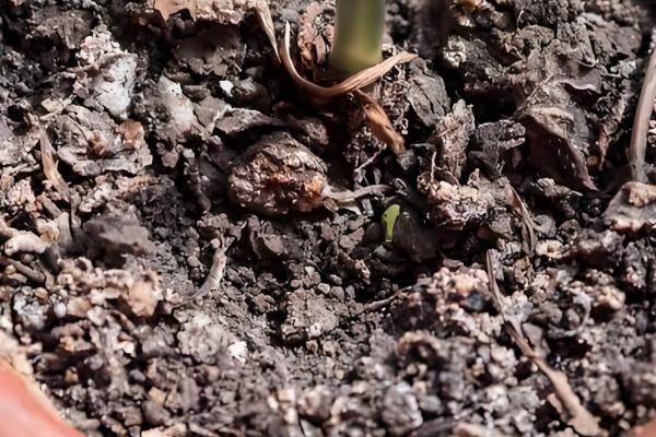 牵牛花的根部为何会枯萎变黄,一般是过度浇水、土壤板结等原因引起