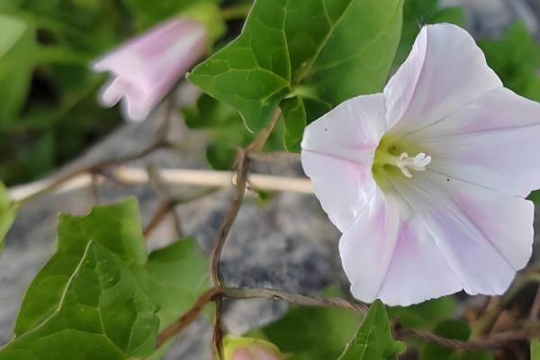 牵牛花的根部为何会枯萎变黄,一般是过度浇水、土壤板结等原因引起