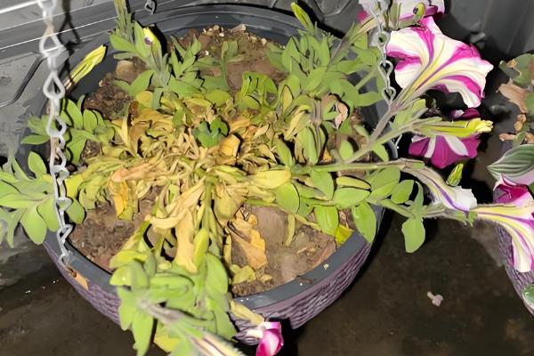 牵牛花的根部为何会枯萎变黄,一般是过度浇水、土壤板结等原因引起