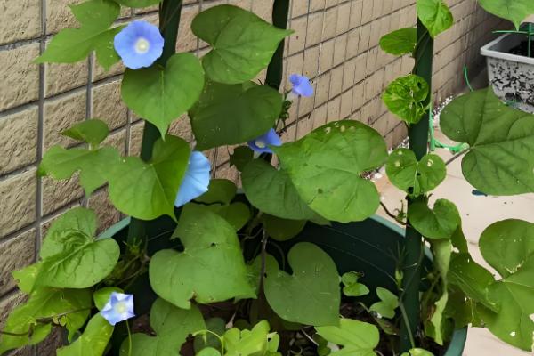 牵牛花的根部为何会枯萎变黄,一般是过度浇水、土壤板结等原因引起