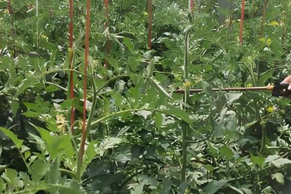 虫螨腈杀水稻什么虫,主要用于豇豆、豆角等作物