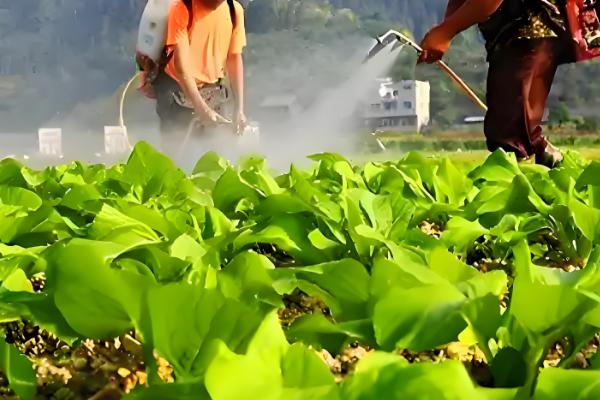 虫螨腈杀水稻什么虫,主要用于豇豆、豆角等作物