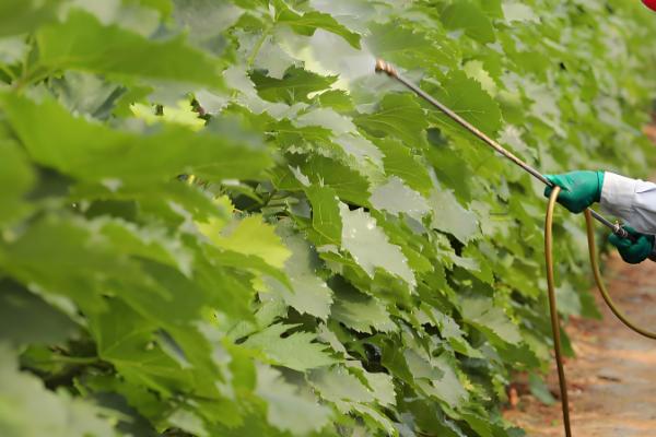 虫螨腈杀水稻什么虫,主要用于豇豆、豆角等作物