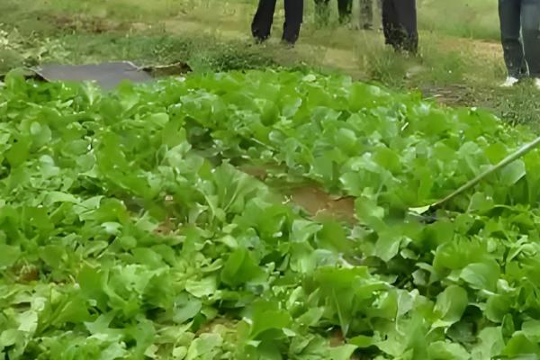 虫螨腈杀水稻什么虫,主要用于豇豆、豆角等作物