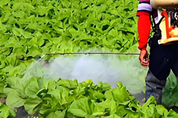 虫螨腈杀水稻什么虫,主要用于豇豆、豆角等作物