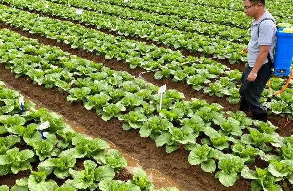 十字花科作物根肿病的防治措施,可农业防治也可化学防治