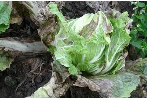 十字花科作物根肿病的防治措施,可农业防治也可化学防治