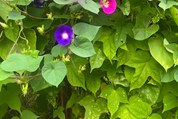 牵牛花的根部为何会枯萎变黄,一般是过度浇水、土壤板结等原因引起