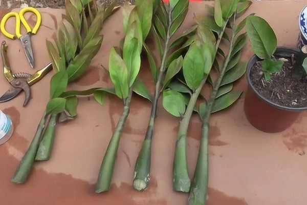 金钱树的繁殖方法，一般采取叶插繁殖