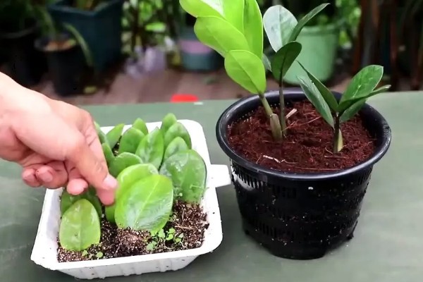 金钱树的繁殖方法，一般采取叶插繁殖