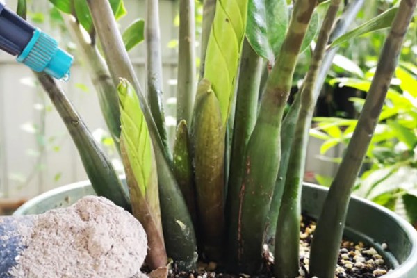 金钱树的繁殖方法，一般采取叶插繁殖