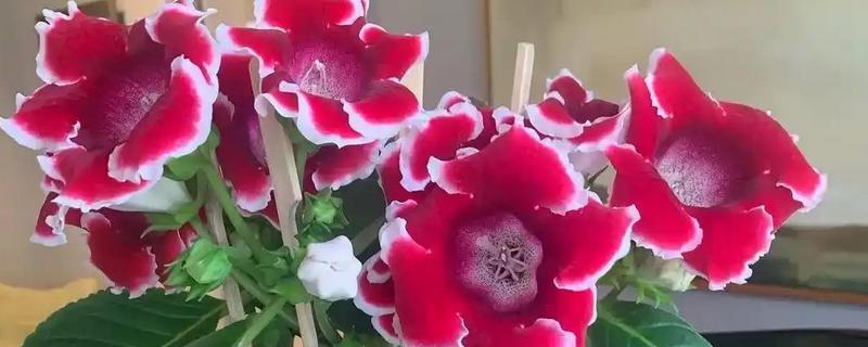 大岩桐花期要注意什么，每隔4-5天浇一次水