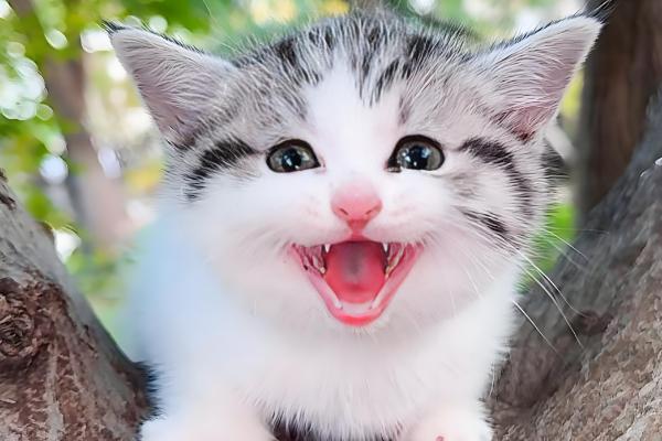 猫咪不停叫的原因，发情时会持续叫唤