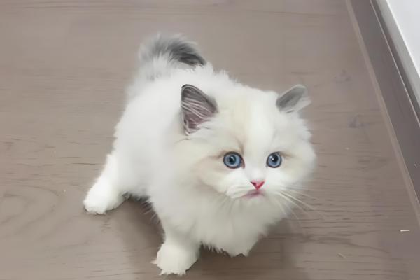 猫咪不停叫的原因，发情时会持续叫唤