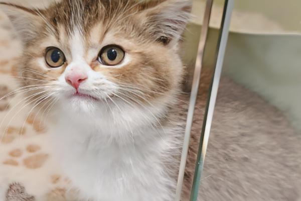 猫咪不停叫的原因，发情时会持续叫唤