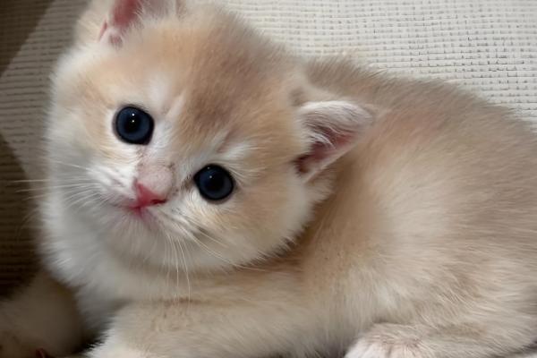 猫咪不停叫的原因，发情时会持续叫唤