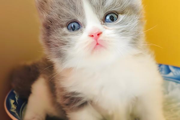 猫咪不停叫的原因，发情时会持续叫唤