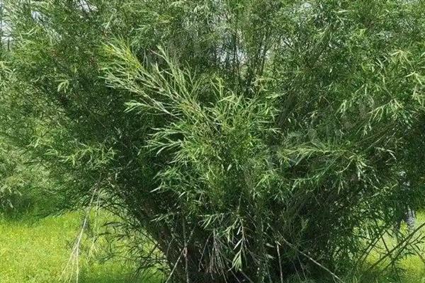 柳树苗的常见品种,垂柳、旱柳、爆竹柳等品种都很常见