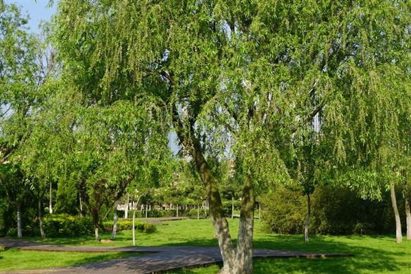 柳树苗的常见品种,垂柳、旱柳、爆竹柳等品种都很常见