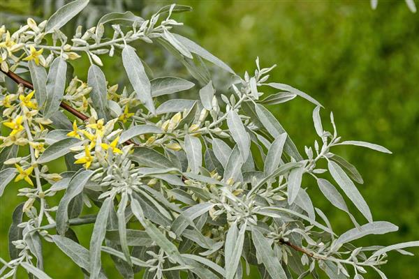 柳树苗的常见品种,垂柳、旱柳、爆竹柳等品种都很常见