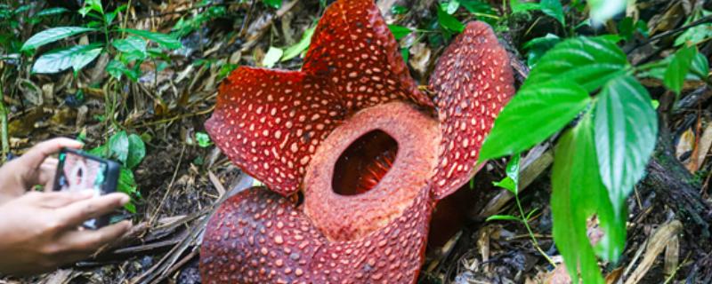 大王花有没有香味，开花后具有刺鼻的腐臭味