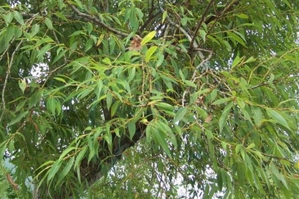 柳树苗的常见品种,垂柳、旱柳、爆竹柳等品种都很常见