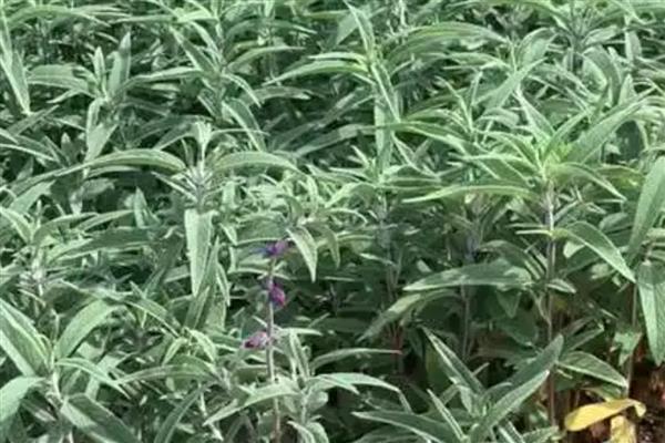 柳树苗的常见品种,垂柳、旱柳、爆竹柳等品种都很常见