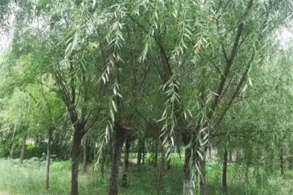 柳树苗的常见品种,垂柳、旱柳、爆竹柳等品种都很常见