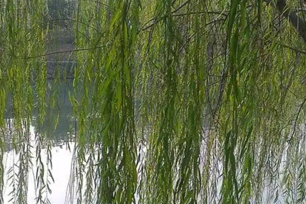 柳树苗的常见品种,垂柳、旱柳、爆竹柳等品种都很常见