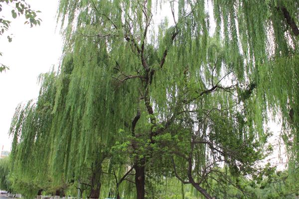 柳树苗的常见品种,垂柳、旱柳、爆竹柳等品种都很常见