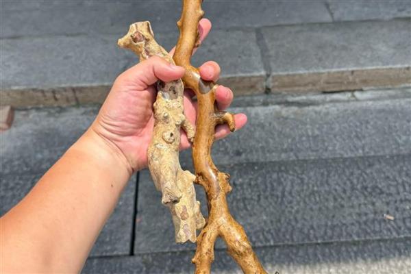 柳树苗的常见品种,垂柳、旱柳、爆竹柳等品种都很常见