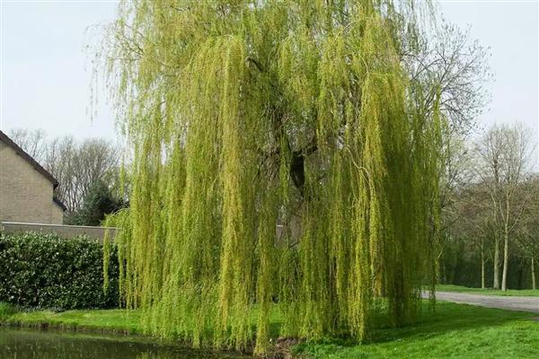 柳树苗的常见品种,垂柳、旱柳、爆竹柳等品种都很常见