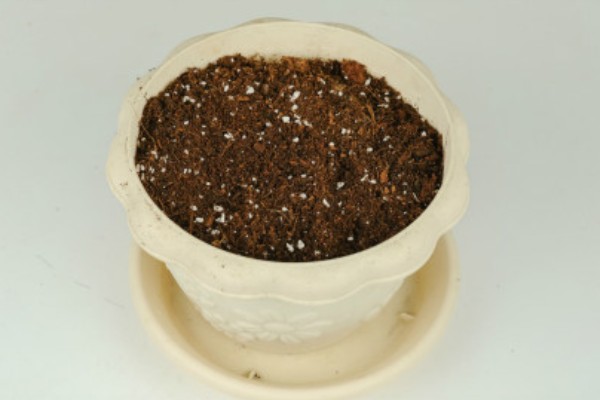 假昙花怎么扦插，对枝底斜剪经过消毒再插入基质中