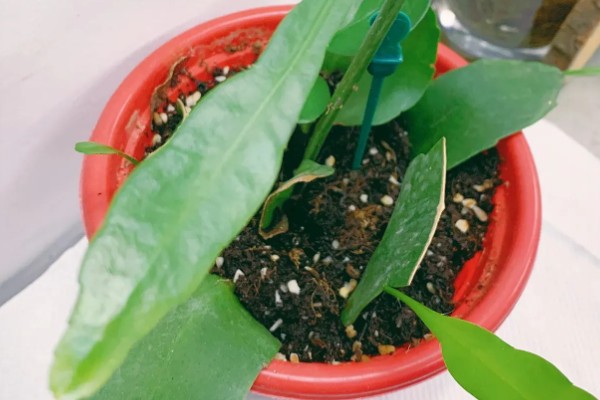 假昙花怎么扦插，对枝底斜剪经过消毒再插入基质中