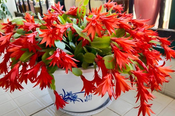 假昙花怎么扦插，对枝底斜剪经过消毒再插入基质中