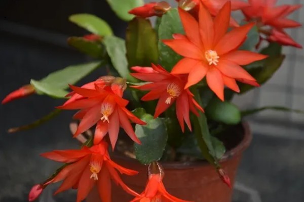 假昙花怎么扦插，对枝底斜剪经过消毒再插入基质中