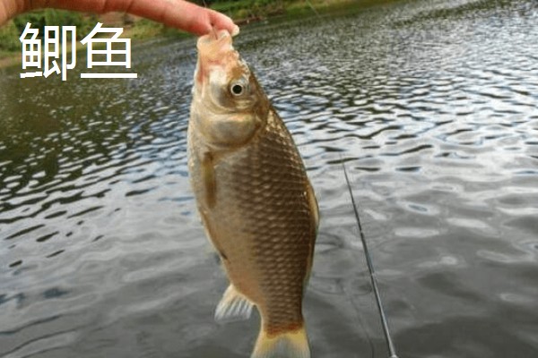 溪流钩的特点,其特点是钩条细、钩柄短等