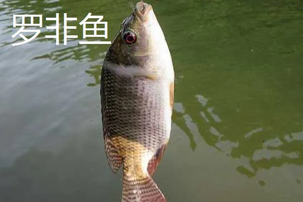 溪流钩的特点,其特点是钩条细、钩柄短等