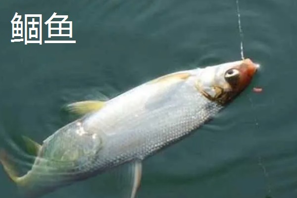 溪流钩的特点,其特点是钩条细、钩柄短等