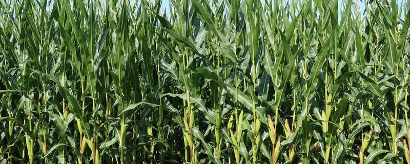 玉米的田间管理方法，拔节长穗期要及时浇水